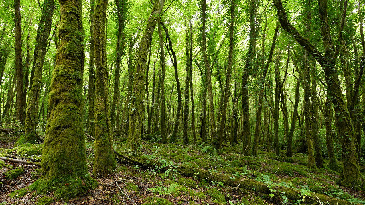 ireland-7.jpg